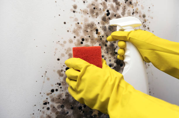 Best Localized Mold Remediation (e.g., coastal areas, humid climates) in Lake Wylie, SC